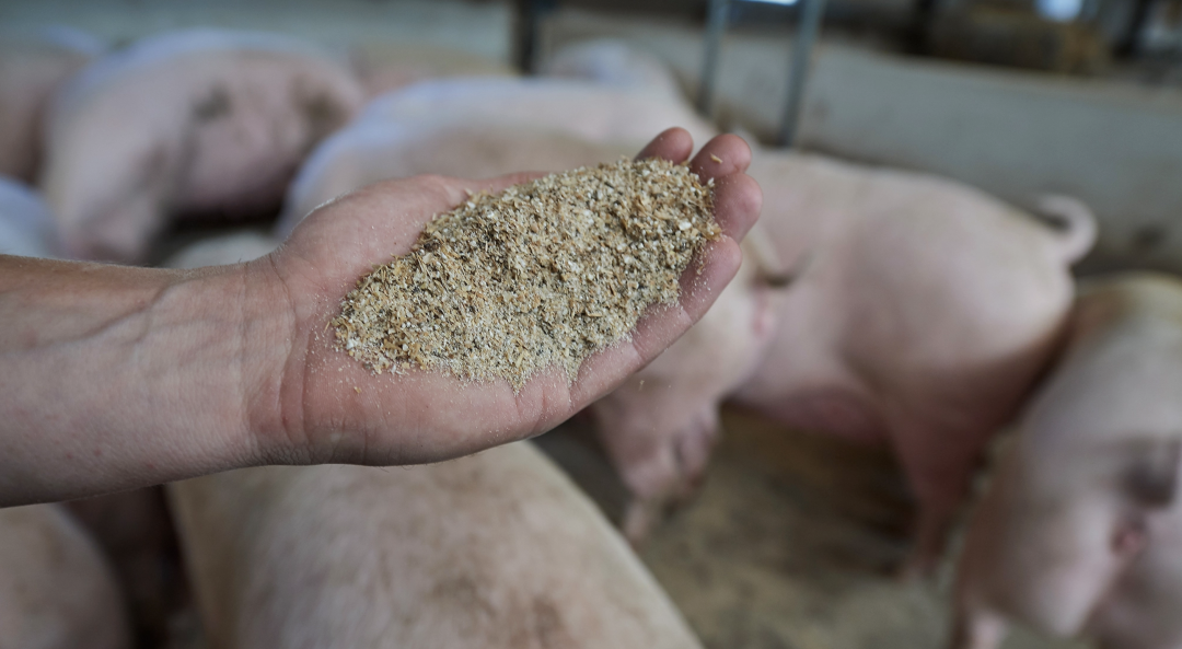 一种新的饲喂策略可以使活仔猪数量增加 1.7%
