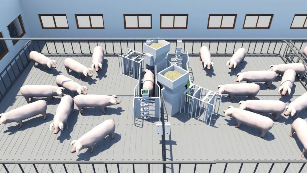 智能养猪