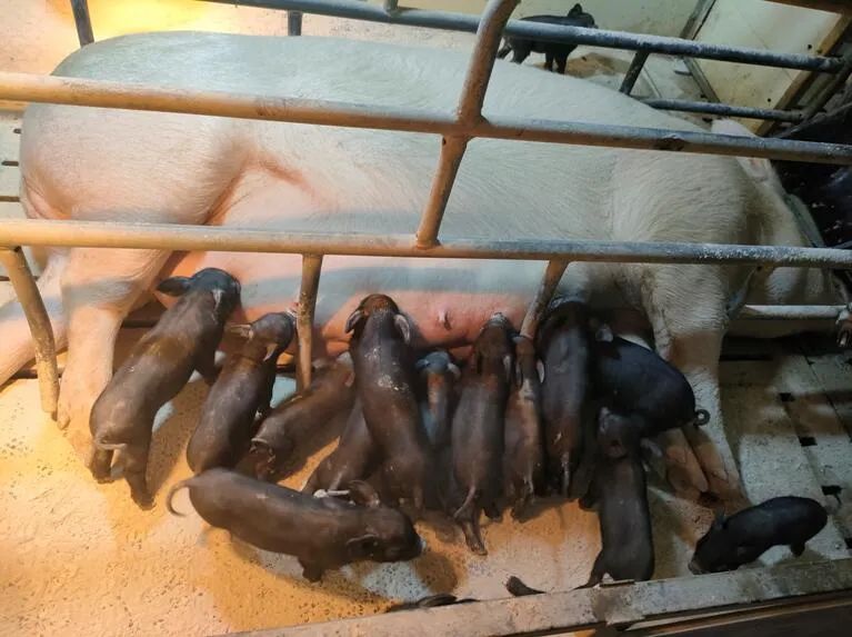 为种业振兴贡献力量！安徽首批体细胞克隆定远猪顺利诞生