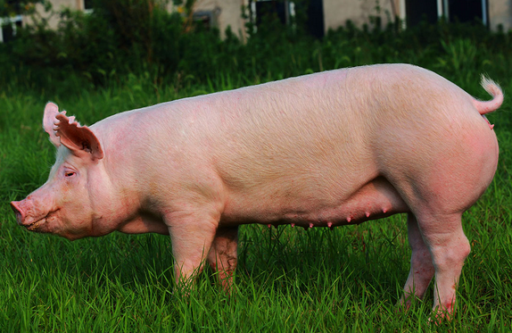 2023年02月14日全国各省市种猪价格报价表，中央一号文件指出强化以能繁母猪为主的生猪产能调控，母猪价格何去何从？