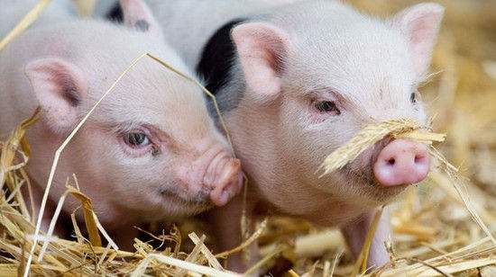 2023年02月14日全国各省市20公斤仔猪价格行情报价，猪价偏强运行，会带动养殖端补栏仔猪的积极性吗？