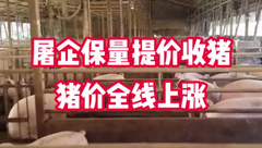 2月14日生猪价格：强势上涨！局部高价区重回8元，发生了啥？