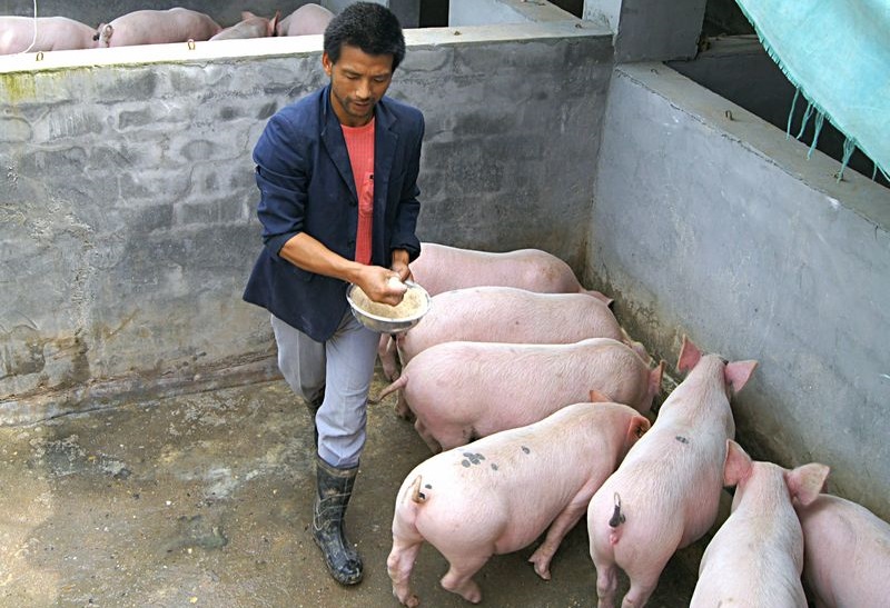 猪价低迷，非瘟新一轮疫情又起，谁又能救处于水深火热的养殖户？