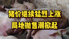 2月15日生猪价格：继续上涨！多地猪价成功破”8”，大猪抛售潮来袭？