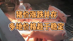 2月16日生猪价格：涨势放缓！今日全国猪价稳定为主，后续还能涨多少？