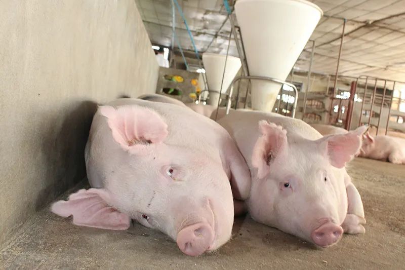 生猪养殖户减少43%！防控非瘟疫苗接种不是泰国的优先选择