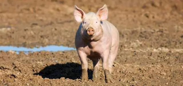 葡萄糖、小苏打在养猪生产中有许多众人不知的作用，快来看看！