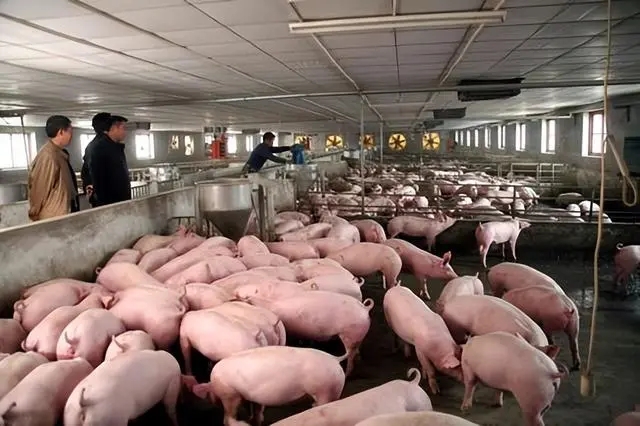 法国规模猪场粪污干湿分离生物处理的经验，值得借鉴！