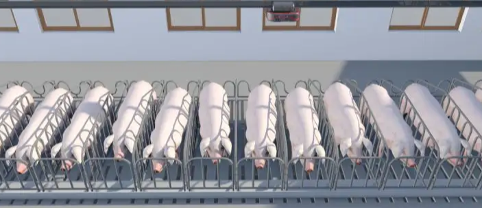 养猪“上楼”！智能管理机器养猪，一个工作人员可饲养肥猪3400-3500头