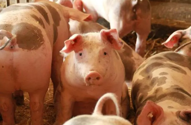 后非瘟时代，猪场呼吸道疾病频发，猪圆环病毒病需要养猪人重点关注和预防！