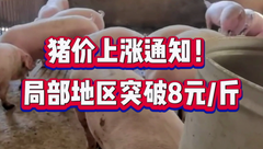 2月19日生猪价格：受收储消息影响，大部分地区猪价迎来上涨！