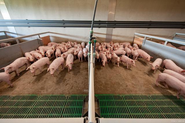 生物安全是防控传染性疾病的最有效的措施，猪场该如何建立生物安全体系？