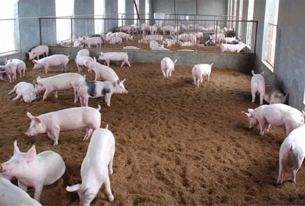 如何成为真正的养猪人，以及做到国际养猪水平？