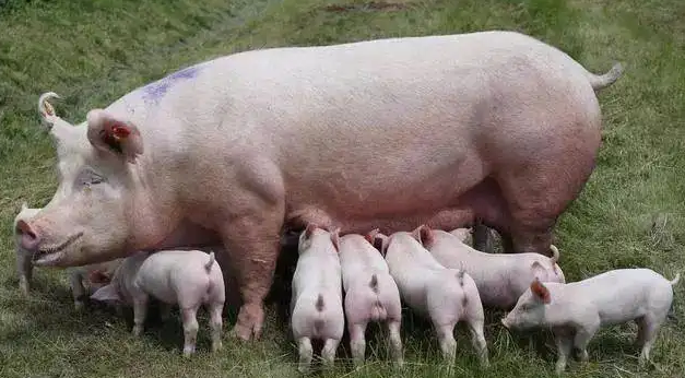 2023年02月20日全国各省市种猪价格报价表，养殖户头均利润回升200多元，母猪价格会好转吗？