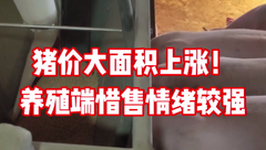 2月20日生猪价格：连涨！局地掀起二次育肥的热潮，养猪人止损近在眼前?