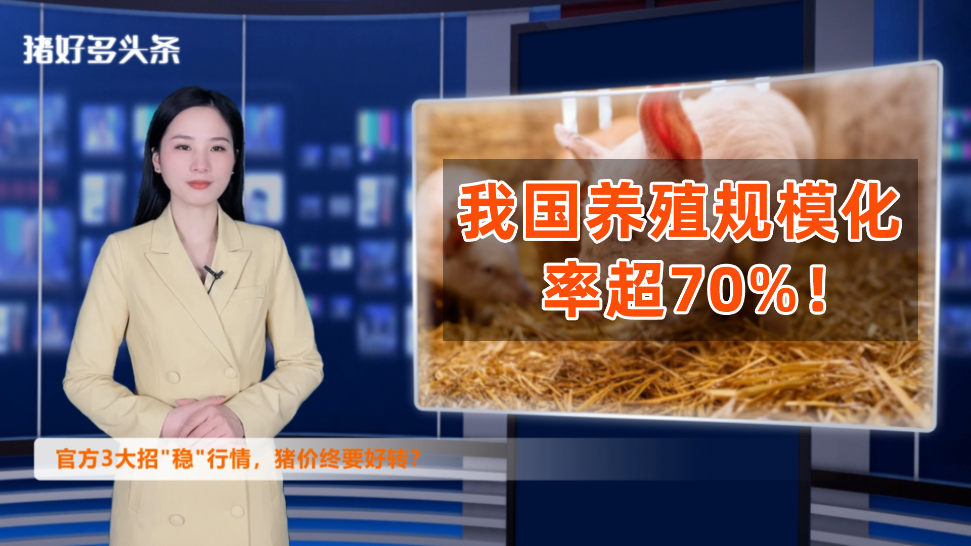 我国养殖规模化率超70%！官方3大招稳市场，猪价终要好转？