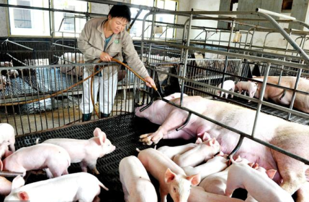 为什么猪场要灭鼠？分享一个猪场灭鼠的新方法