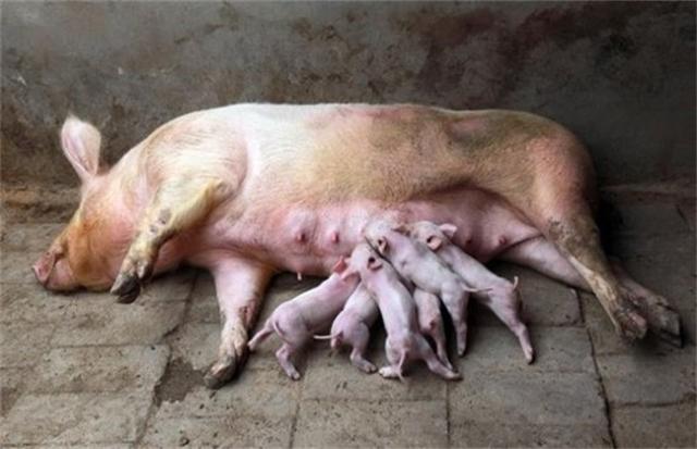 母猪产死胎是什么原因引起的？从仔猪死胎颜色分辨原因！