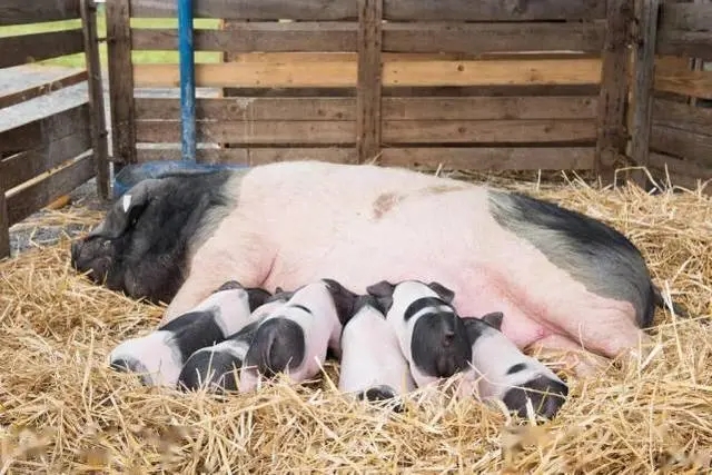 猪场效益取决于母猪的泌乳能力！母猪哺乳期饲喂：每天都是挑战
