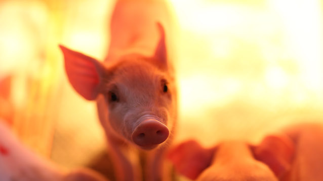 集团猪企停止外售仔猪，仔猪价格疯狂上涨，仔猪市场的春天要来了？