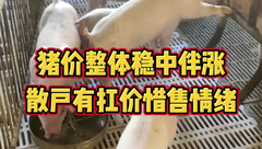 2月23日生猪价格：持续上涨！多地猪价涨回8元/斤区间，下旬能冲新高？