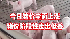 2月24日生猪价格：年内第一批！今日官方收储2万吨冻猪肉，猪价继续上涨！