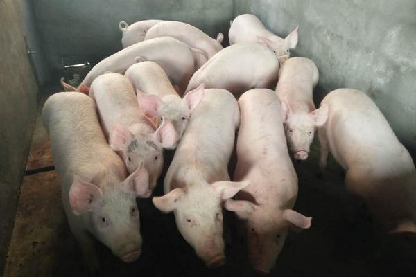 2023年02月25日全国各省市20公斤仔猪价格行情报价，频频上涨，支撑仔猪价格上涨的原因是什么？