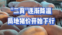 2月25日生猪价格：“二育”积极性减弱，市场缺乏上涨支撑，猪价继续上行受阻！