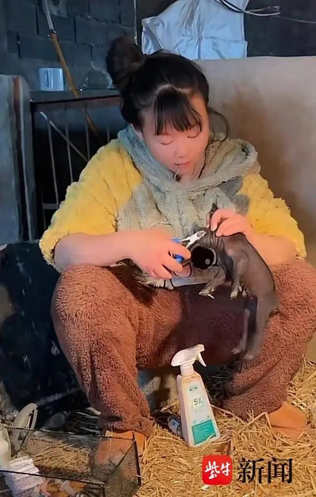 胡会芹正在清理刚出生的小猪崽
