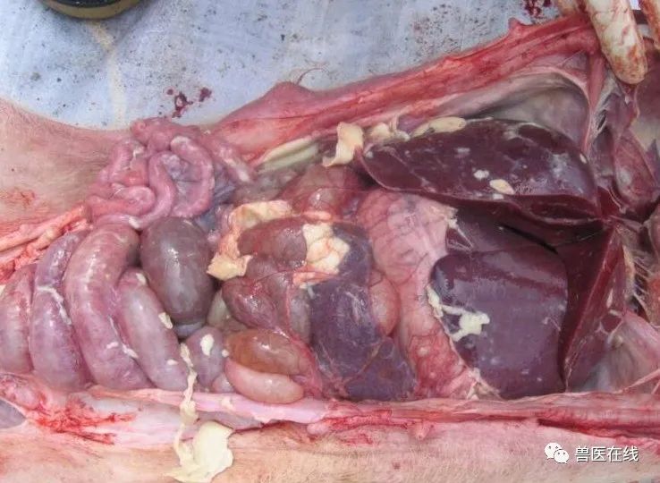 猪副猪嗜血杆菌多发，临床如何控制保育副猪死亡率？