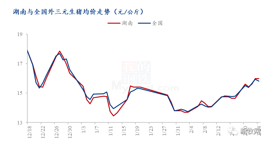 7Kg仔猪猛涨300元/头！二次育肥提前进场，上半年猪价必定上涨？