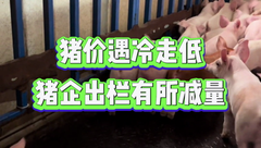 2月26日生猪价格：小幅下跌！收储、二育带动的拉涨情绪减弱，后市猪价如何运行？