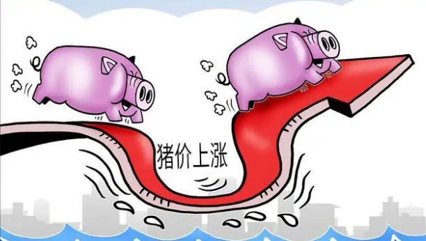 猪价累计涨14%，养殖盈利“扭转”？下半年的市场价格会高于上半年
