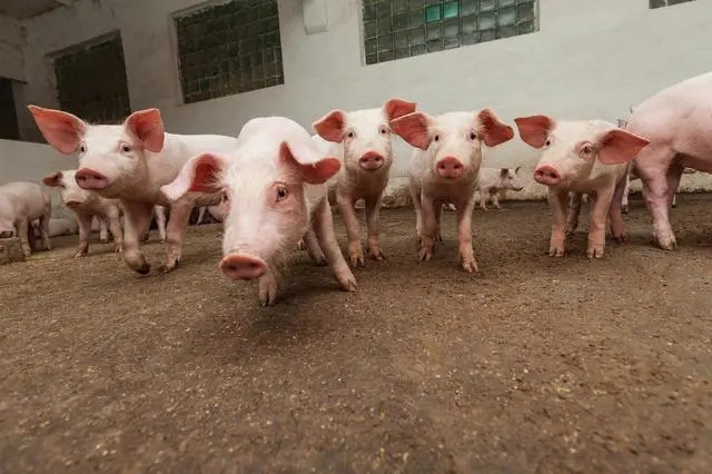 2023年2月活猪价格探底回暖具有可持续性吗？答案来了
