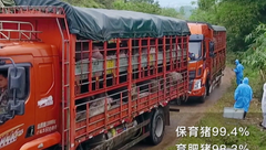 这个猪场订单火爆，连续卖猪十几天，怎么做到的？