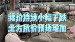 2月27日生猪价格：连跌3天，南北价差再次缩小，市场对后市较为看好！
