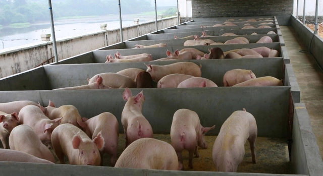 养猪如何减少饲料损耗？