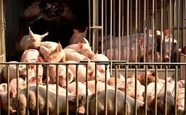 2023年生猪供给压力仍存，全年猪价波动幅度或小于2022年