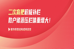 二次育肥积极补栏，散户猪源压栏体重增大！猪市供需结构或将改变