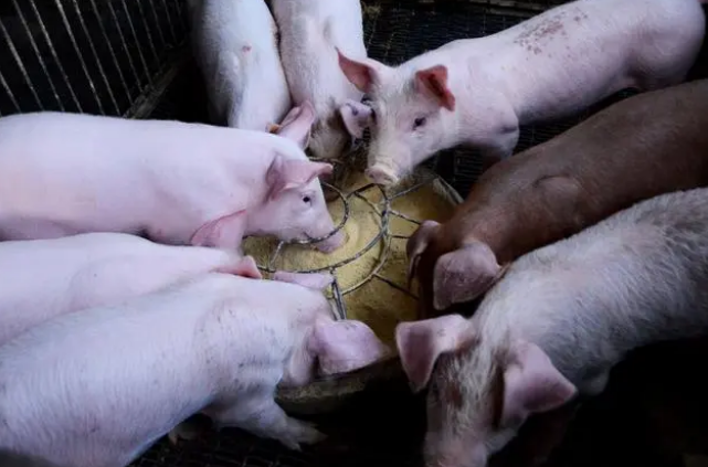 过期饲料危害多，养猪切勿使用过期饲料！