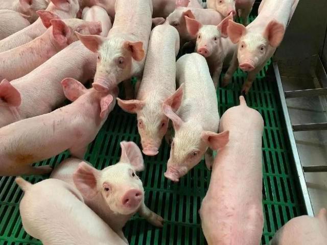 投资1.5亿元！康保新引进的生猪定点屠宰加工厂项目完成了前期筹建工作