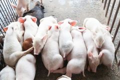 豆粕降至4230元/吨，多家饲企宣布降价，养猪盈利不远了？