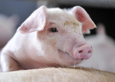 2023年03月02日全国各省市10公斤仔猪价格行情报价，仔猪补栏积极，二育增多，仔猪上涨会延续吗？