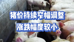 3月2日生猪价格：稳定为主！市场持续在8元/斤附近调整，下个拐点在哪？