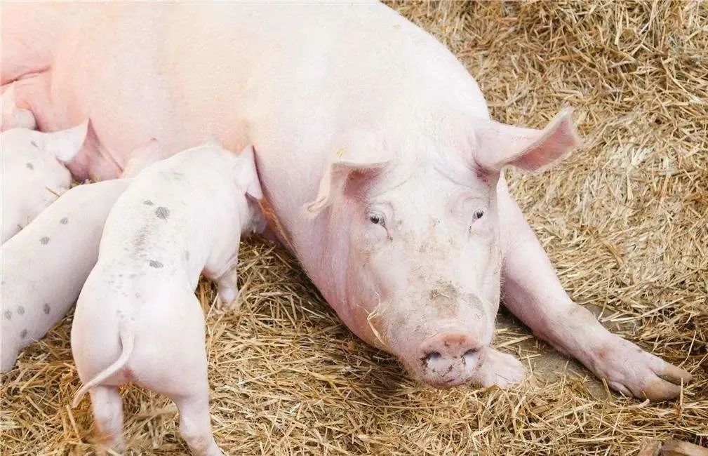 能繁母猪减少23万头，仔猪市场很是“疯狂”，市场又“缺猪”了？