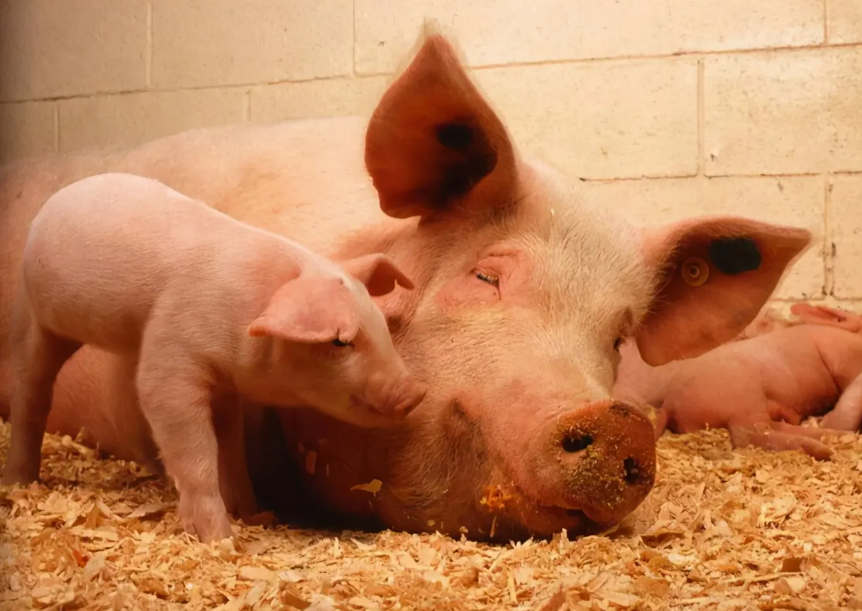 2023年03月03日全国各省市种猪价格报价表，能繁母猪进入产能淘汰期，养殖端还看好母猪市场吗？