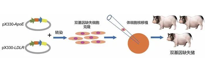 基因编辑技术结合体细胞核移植方法