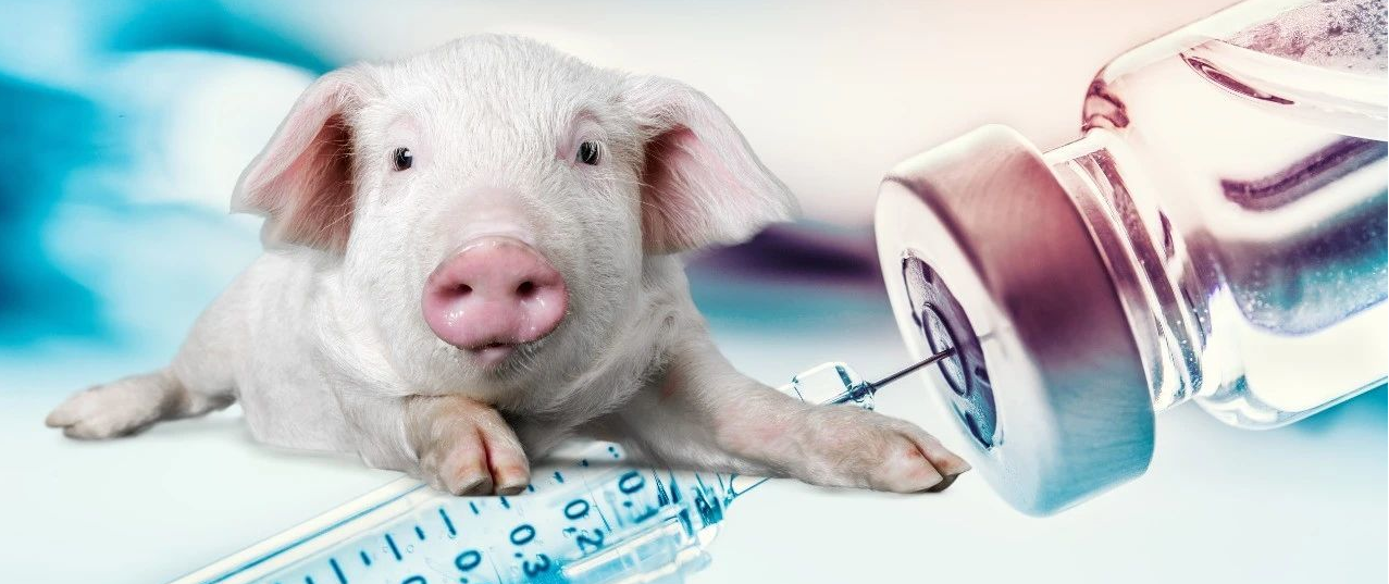 好消息！中国农科院3个基因编辑小型猪新品系被认定为中国实验动物新资源