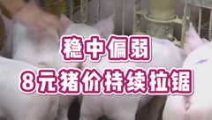 3月3日生猪价格：稳中偏弱！8元附近持续拉锯，3月猪价还能涨多少？