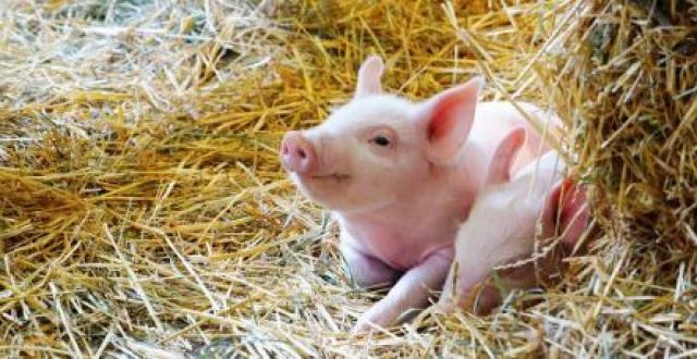 2023年03月04日全国各省市20公斤仔猪价格行情报价，仔猪供应出现阶段性缩量，仔猪价格还会涨吗？